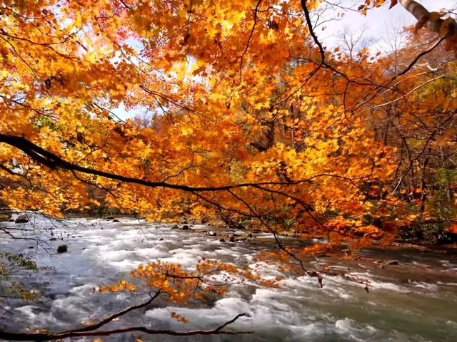 青森小眾秘境！奧入瀨溪流14公裡絕美徒步攻略🚶‍♀