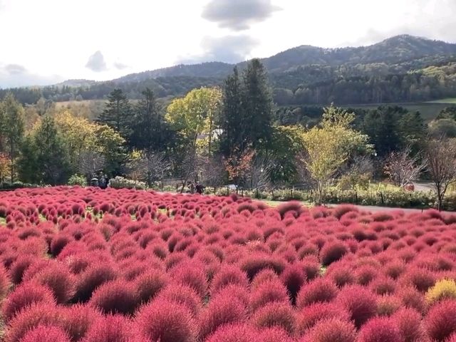 北海道秘境✨由仁花園3.2萬株地膚草鋪成秋日絨毯