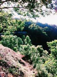 陽光泳池蔭蔽椰樹打卡指南📸