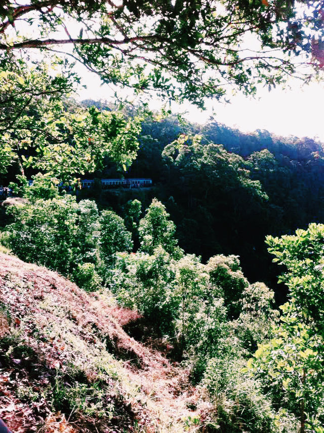 陽光泳池蔭蔽椰樹打卡指南📸