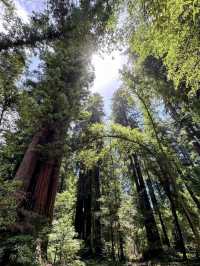 夢幻紅木樹林步道打卡必去✨