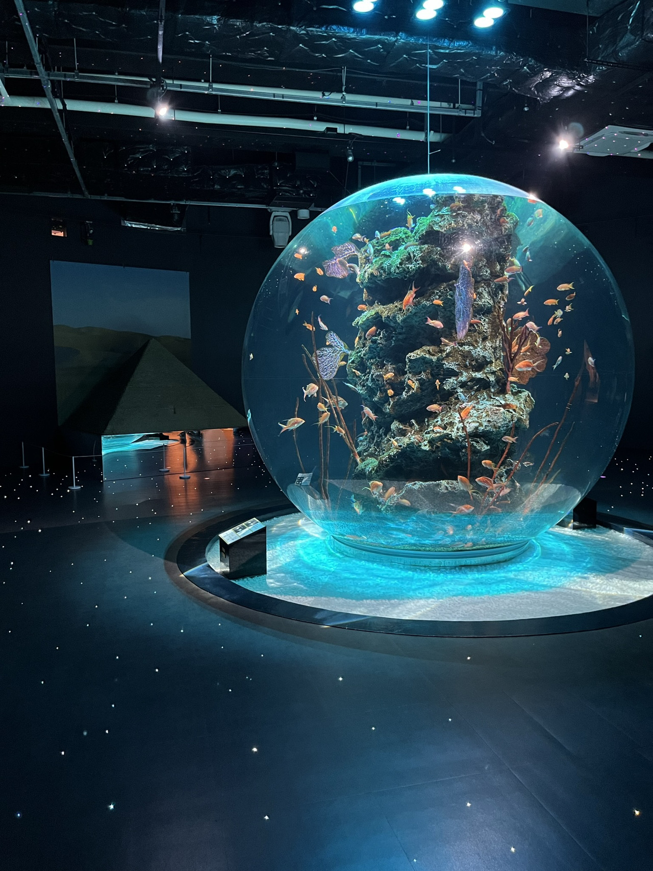 【神戸🇯🇵】まるで美術館⁉︎映えすぎる水族館🐟✨