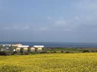 Udo, Jeju: Korea’s Coral Island