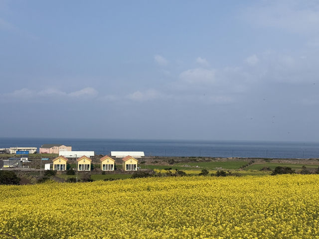 Udo, Jeju: Korea’s Coral Island
