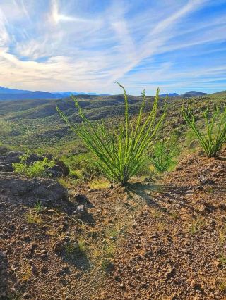 🌄 Where the Desert Meets the Mountains: Discovering the Magic of Lost Dutchman State Park