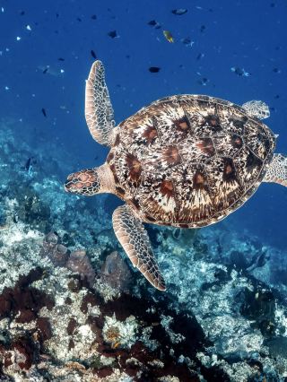 Bunaken: A Magical Underwater Paradise Worth Travelling For 🐢🌊