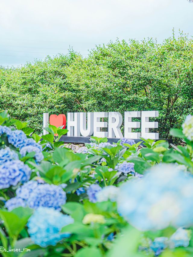 🪻여름 계절의 아름다운 수국밭 [휴애리 자연생활공원]🌿