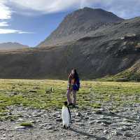 Antarctica, South Georgia, Falkland 