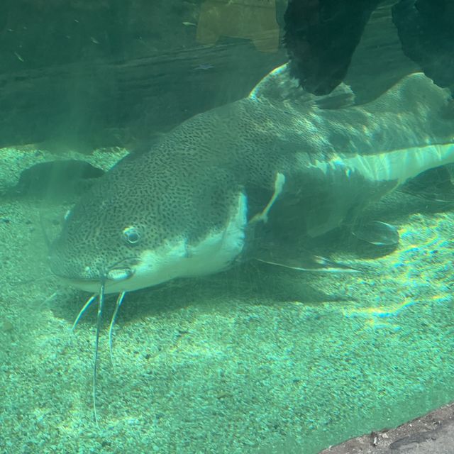 The best Audubon Aquarium in America 