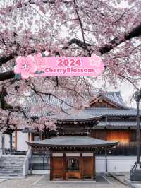 Xiangji Temple covered with cherry blossoms 🌸