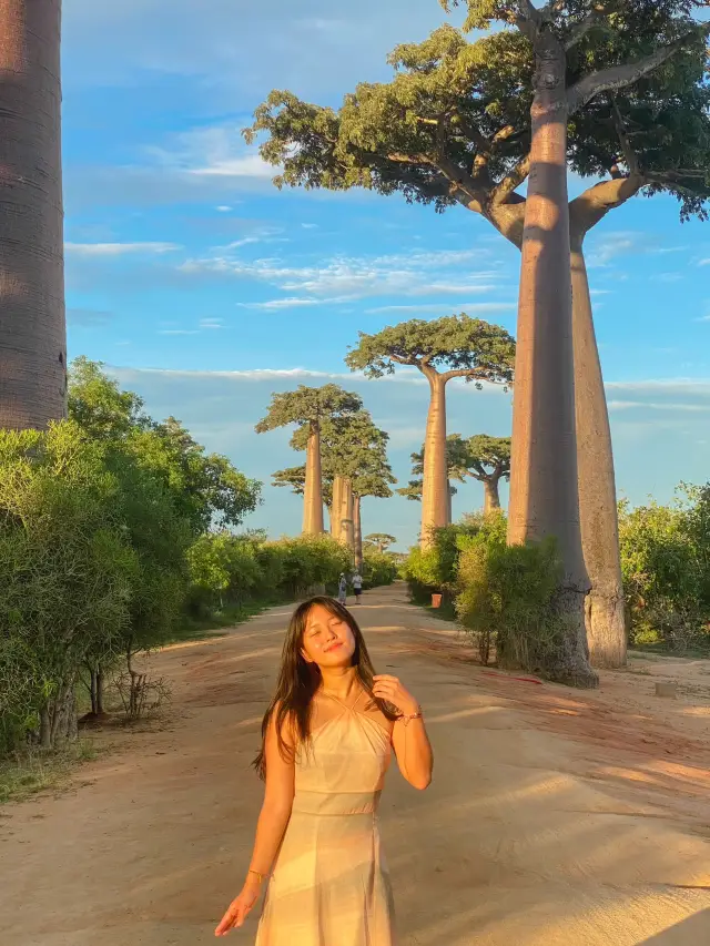 Visit the Baobab Trees in Madagascar