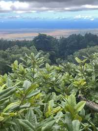 Discover the Serenity of Ali‘i Kula Lavender Farm – Maui’s Hidden Gem
