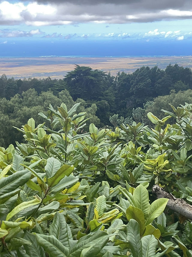 Discover the Serenity of Ali‘i Kula Lavender Farm – Maui’s Hidden Gem
