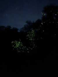 Discover Nature Magic at Naga🌳🌋💦