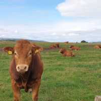 🌿🏞️ Explore the Wilderness: Stirling Nature Reserve 🏴󠁧󠁢󠁳󠁣󠁴󠁿🌲


