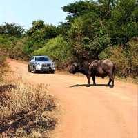 Amazing Encounter with elephants and buffalo