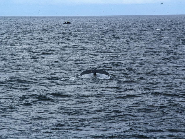 Iceland Nature and Creatures 🇮🇸 