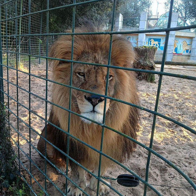 Zoo La Palmyre 🦒🐘