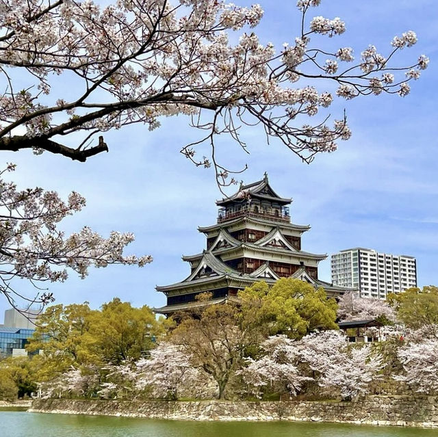 🌸Hiroshima cherry blossom🌸