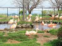 Kamine Zoo 🇯🇵