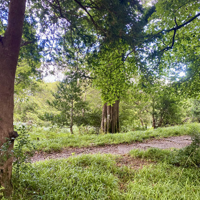 Muckross Lake Loop Walk 👌