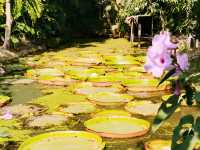 Epic Bangkok Day Trip: Explore the Tiger Cave, Kwai River, and Victoria Water Lilies 