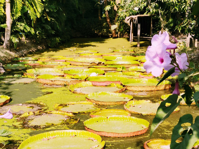 Epic Bangkok Day Trip: Explore the Tiger Cave, Kwai River, and Victoria Water Lilies 