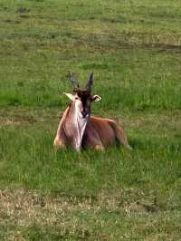 Maasai Mara Safari Tour