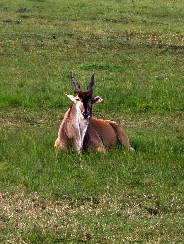 Maasai Mara Safari Tour