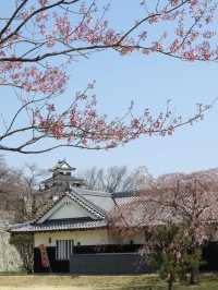 Otohime Sakura (Myokan-ji Temple)