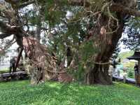 A majestic giant tree over 1600 years old