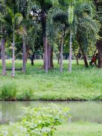 Where Locals Walk & Lizards Roam