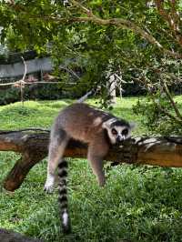 Signature Phu Quoc Safari ! Must see!