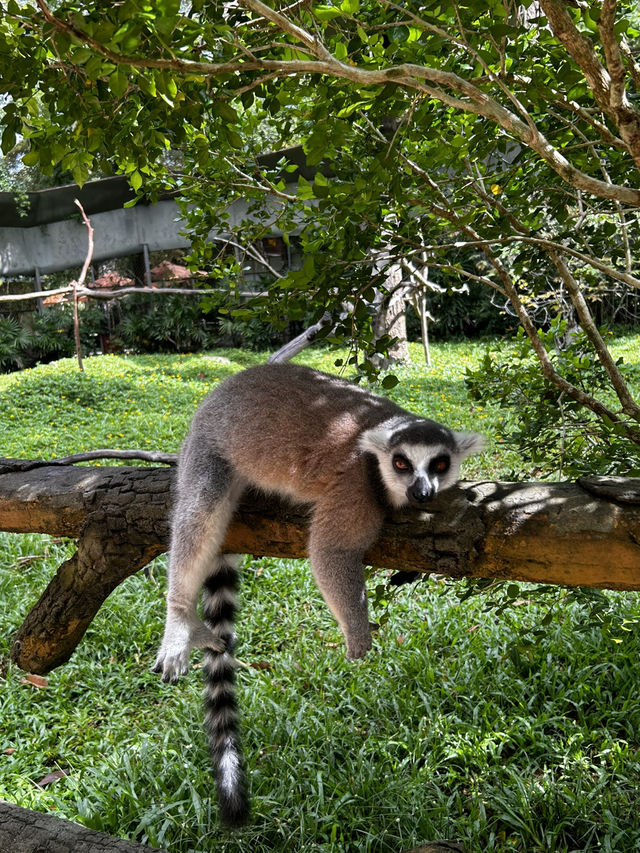 Signature Phu Quoc Safari ! Must see!