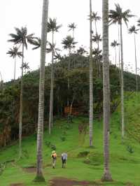 世界一高いヤシの木が立ち並ぶ絶景、ココラ渓谷🌴