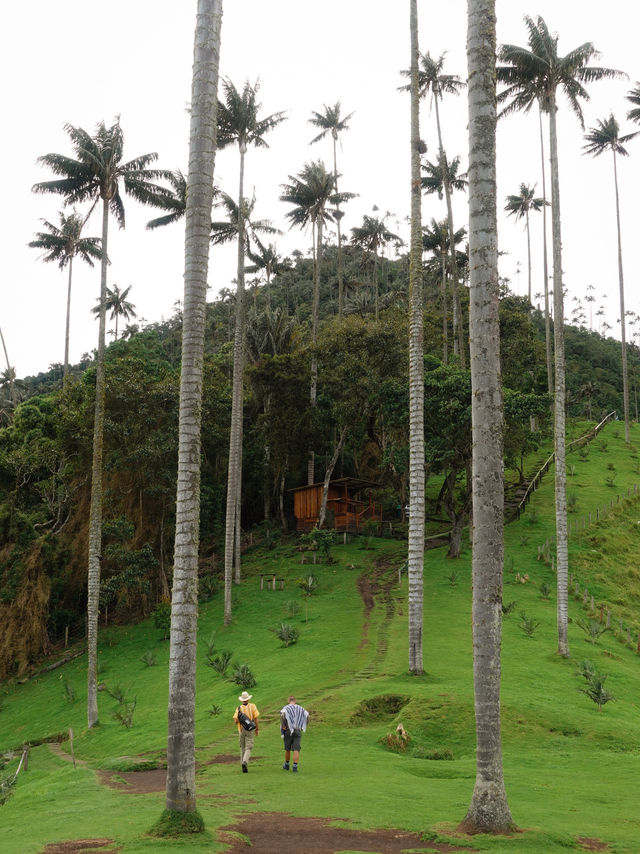 世界一高いヤシの木が立ち並ぶ絶景、ココラ渓谷🌴
