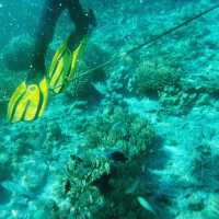Dive Into Wonder: Cebu’s Underwater Paradise