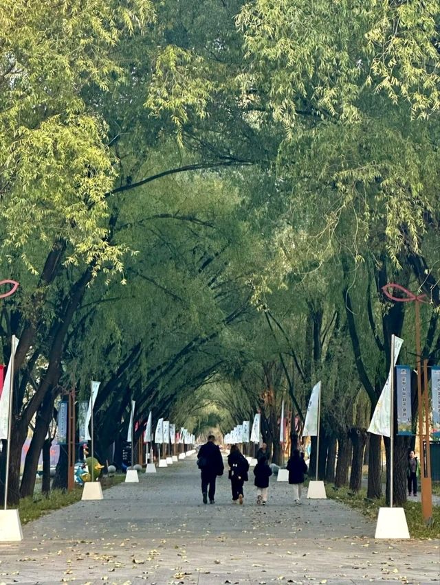 Autumn Light and Wind at Yanqi Lake 🌾💨