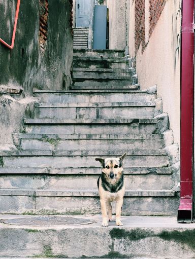 🇬🇪動物好き必見！トビリシの街角は猫と犬とアートで溢れる癒やし空間