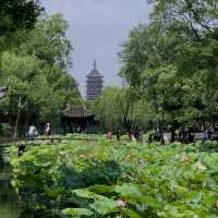 【中国・蘇州】夏は蓮の花が一面に咲き乱れる庭園・拙政園（世界文化遺産）
