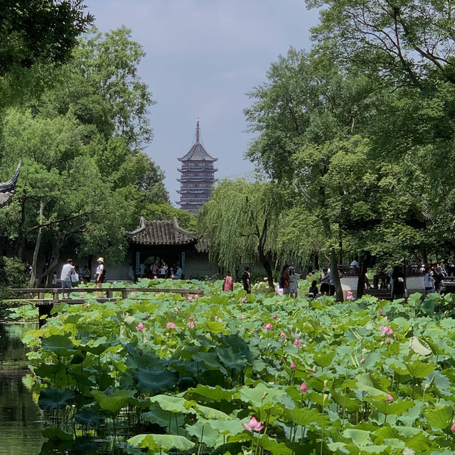 【中国・蘇州】夏は蓮の花が一面に咲き乱れる庭園・拙政園（世界文化遺産）