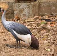 Animals of Chiang Mai Zoo