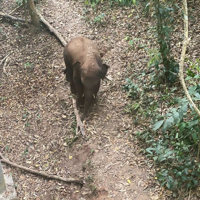 Spotting elephants in Xishuangbanna!