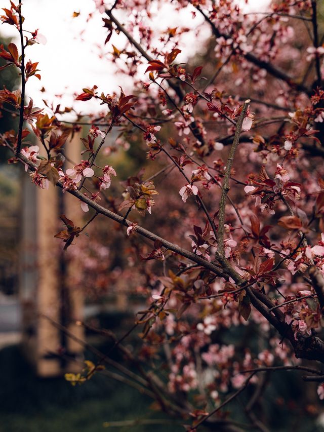 Chaoshan - A Lovely Scenic Spring Spot ⛰️🌸