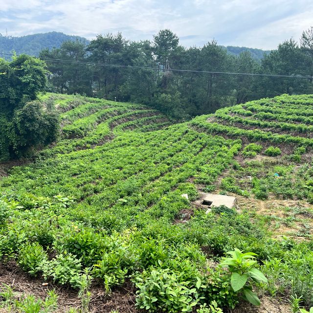 Hiking near Hangzhou 