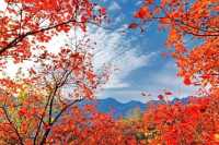 Danzawa Oyama Maple Leaf