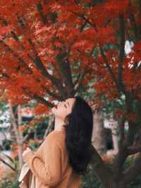 魔都小眾楓葉拍照地|人少 大片紅葉