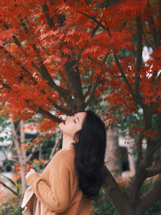 魔都小眾楓葉拍照地|人少 大片紅葉