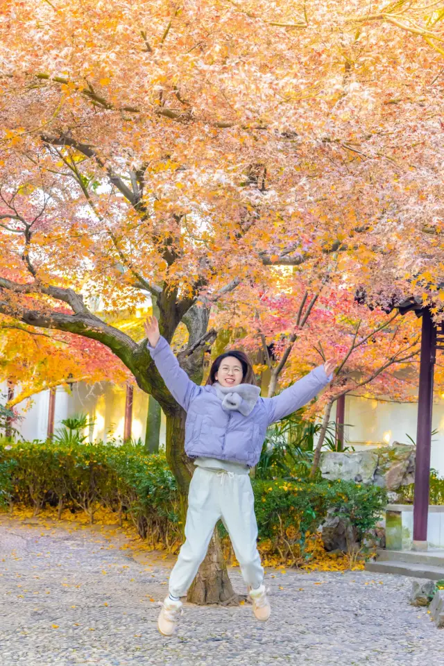 Experience the beauty of yellow walls and red leaves