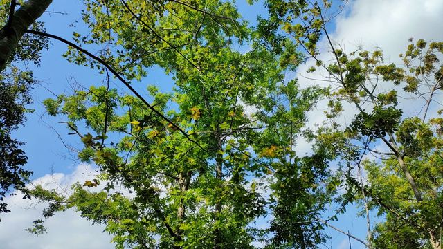 德保紅葉森林公園||秋天一起去看楓葉